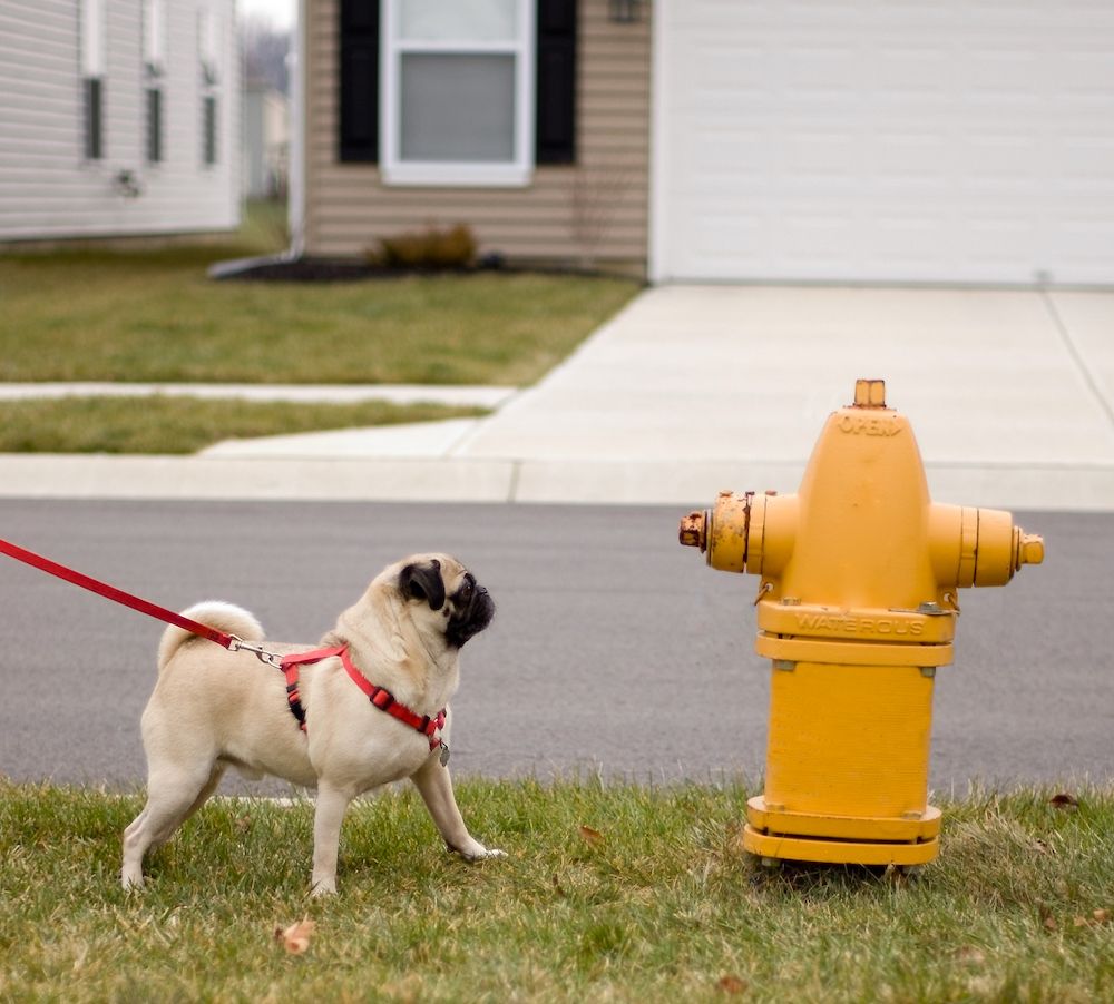 Canine Kidney Stones